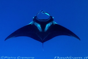 Manta ray by Pietro Cremone 